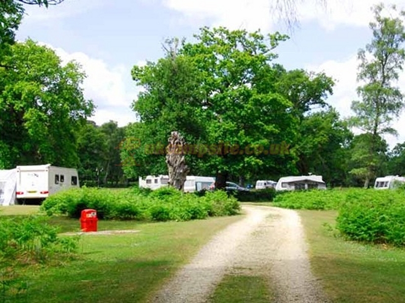 Matley Wood Camping In The New Forest