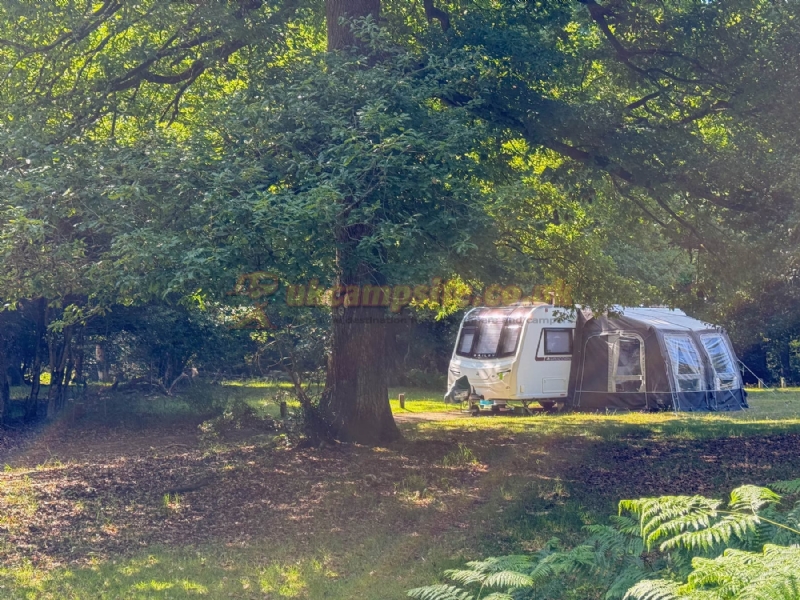 Longbeech Camping In The New Forest