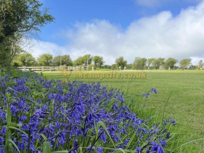 Blackthorn Camping