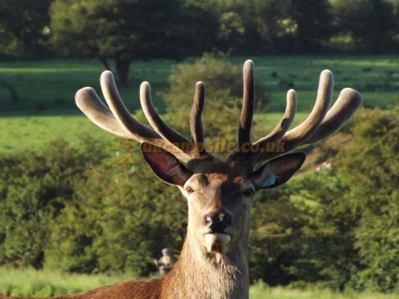 Snettisham Meadows Camping And Glamping