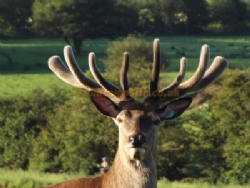 Snettisham Meadows Camping And Glamping