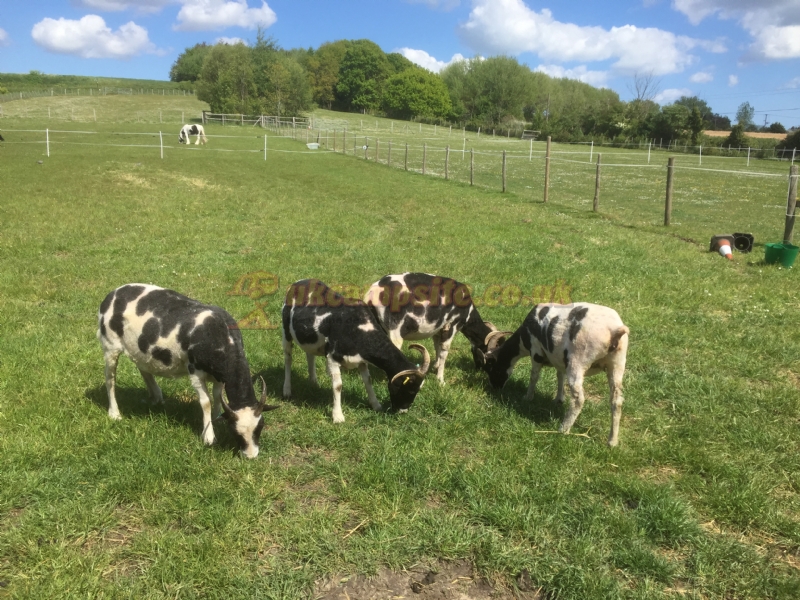 Swift Farm Camping