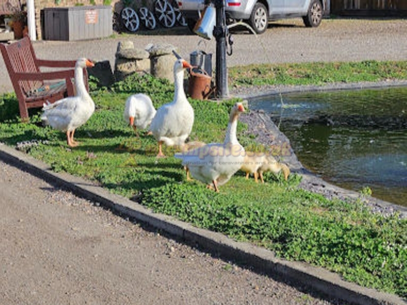 Aldborough Hall Farm Caravan And Campsite