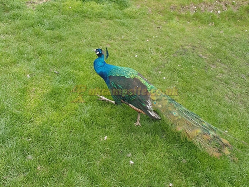 Aldborough Hall Farm Caravan And Campsite