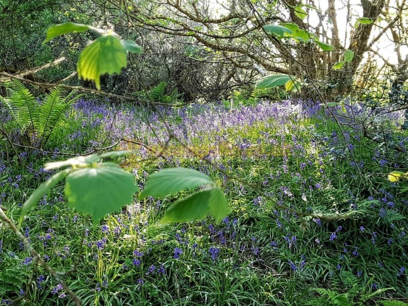Mushroom Meadow At Trefewha Farm Campsite
