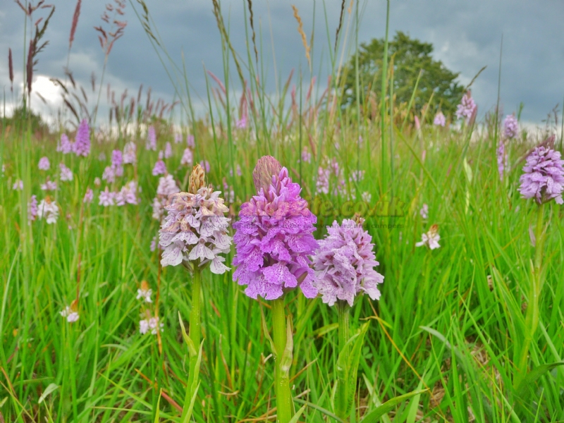 Orchid Meadows Glamping Holidays