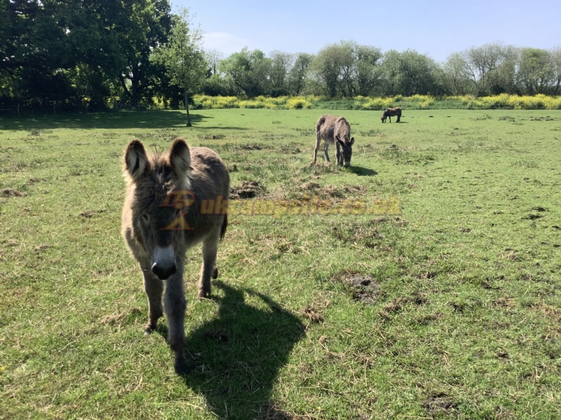 Station Farm Camping