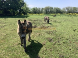 Station Farm Camping