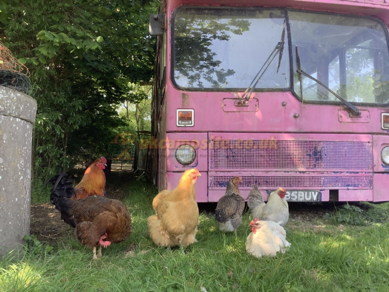 Station Farm Camping