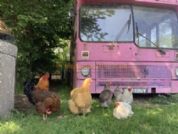 Station Farm Camping