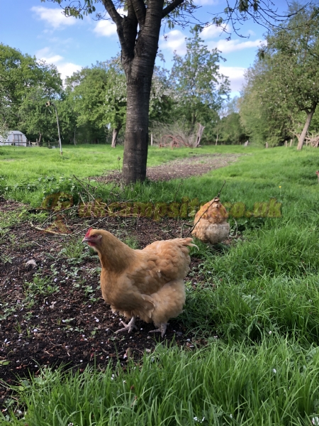 Station Farm Camping