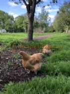 Station Farm Camping