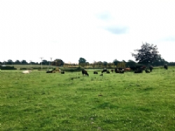 Hotel Farm Campsite