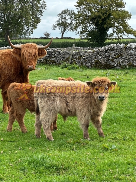 Yew Tree Farm Touring And Camping