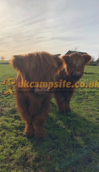 Yew Tree Farm Touring And Camping