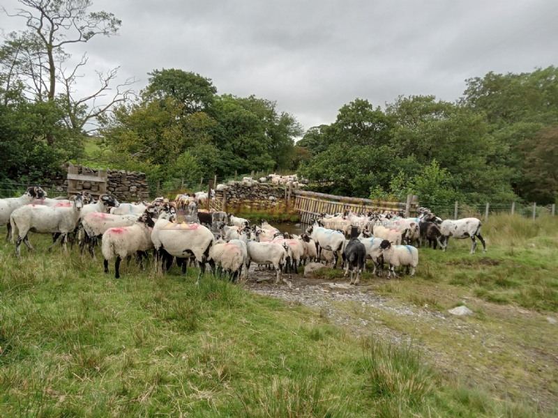 Coniston Camping Hoathwaite