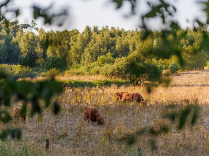 Camping Huttopia De Meinweg