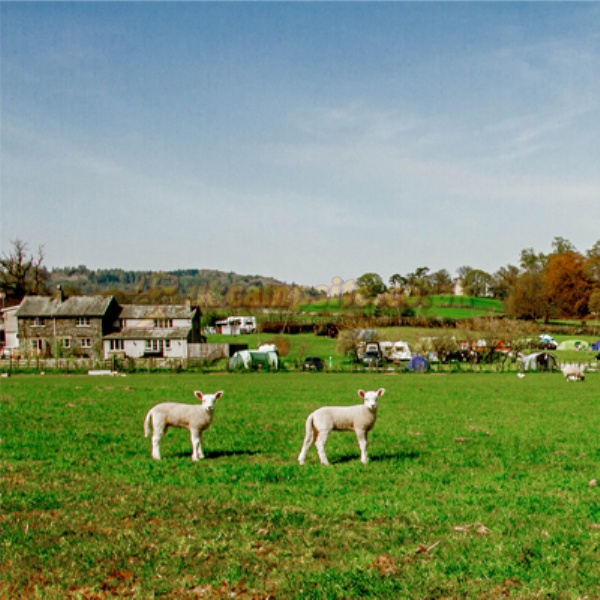 Hawkshead Hall Farm Campsite