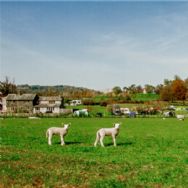 Hawkshead Hall Farm Campsite