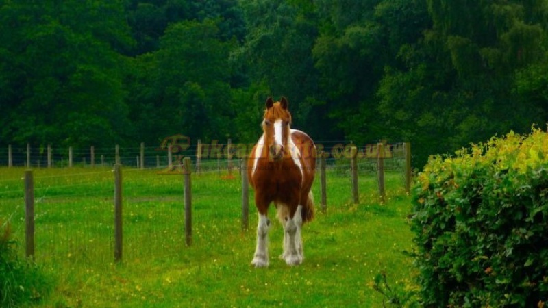 Packhorse Farm Campsite