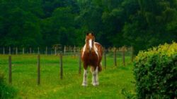 Packhorse Farm Campsite