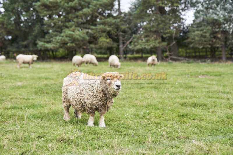 Monks Barn Farm Campsite And C L