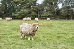 Monks Barn Farm Campsite And C L