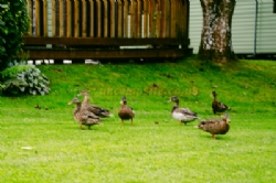 Riverbend Caravan Park