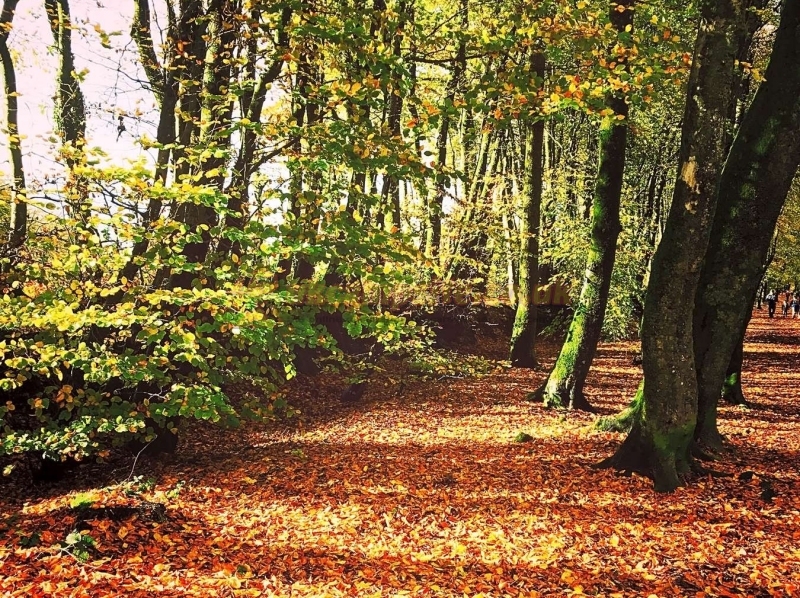 Holly Bush Park