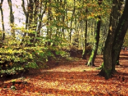 Holly Bush Park