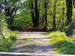 Holly Bush Park
