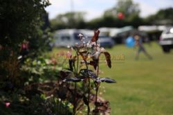 Pelerine Caravan And Camping Site
