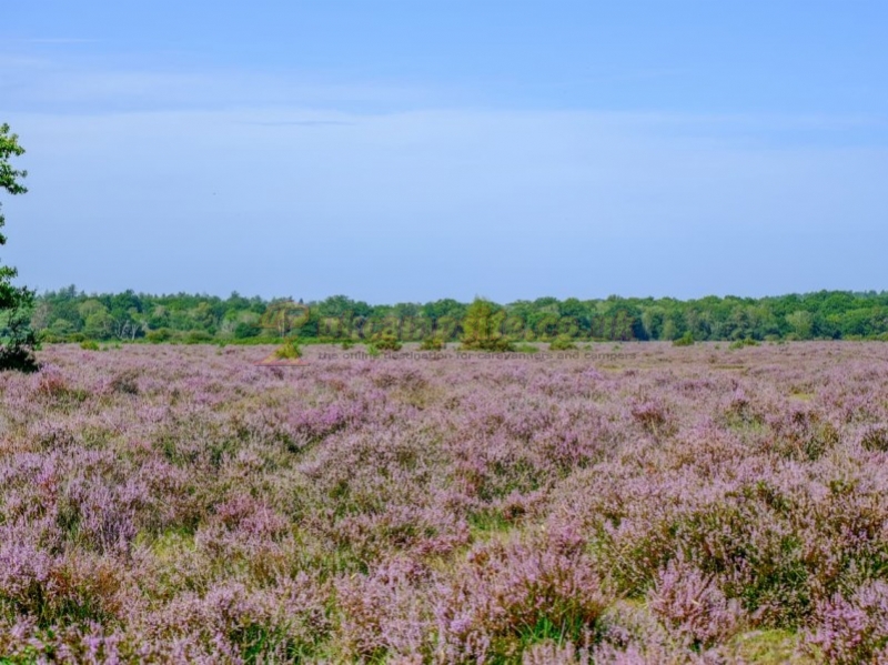 Aldridge Hill Camping In The New Forest