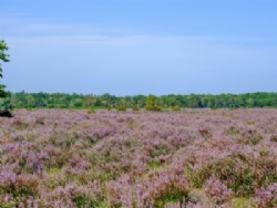 Aldridge Hill Camping In The New Forest
