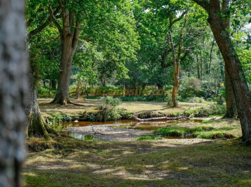 Aldridge Hill Camping In The New Forest