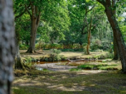 Aldridge Hill Camping In The New Forest