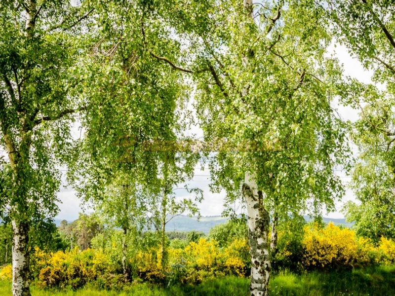 Feughside Caravan Park