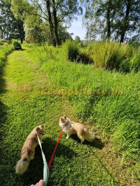 Nethercraig Holiday Park