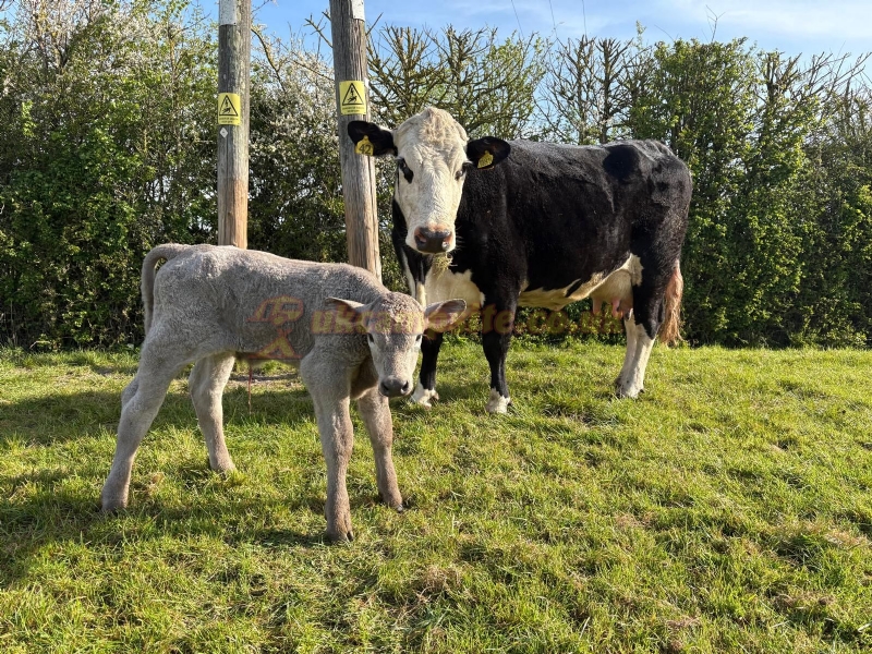 Dulhorn Farm Holiday Park