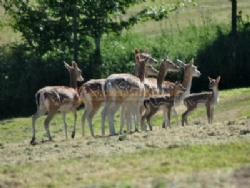 Woodlands Caravan And Camping Park