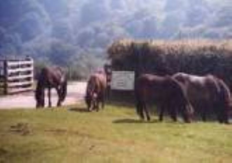 Halse Farm Caravan And Tent Park