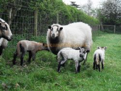 Wyreside Farm Park
