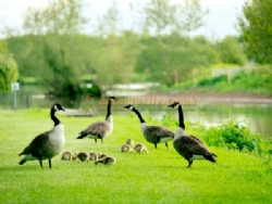 Stratford Parks Riverside Holidays