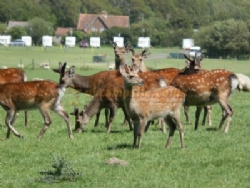 Norden Farm Touring Caravan And Camping Site