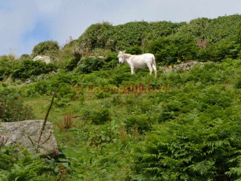 Kelynack Caravan And Camping Park