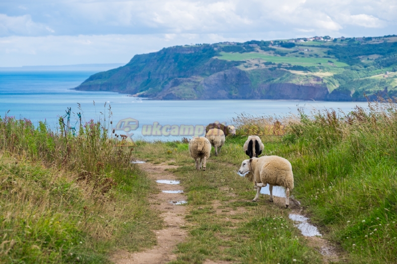 Bay Ness Farm