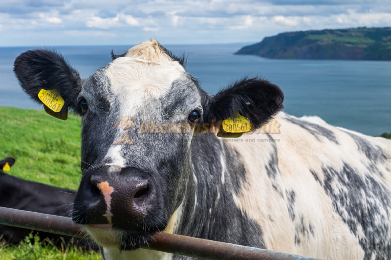 Bay Ness Farm