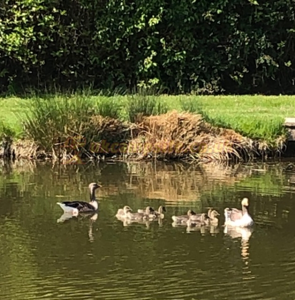 Sandholme Lodge Holiday Park