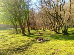 Red Squirrel Campsite