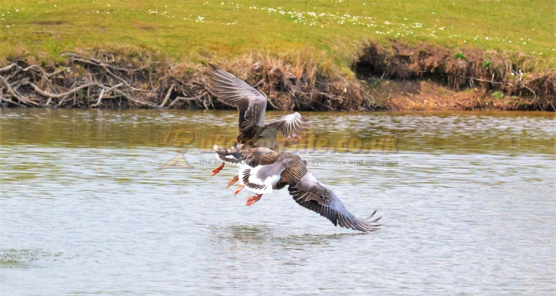 Gatton Waters Caravan Site And Fishery